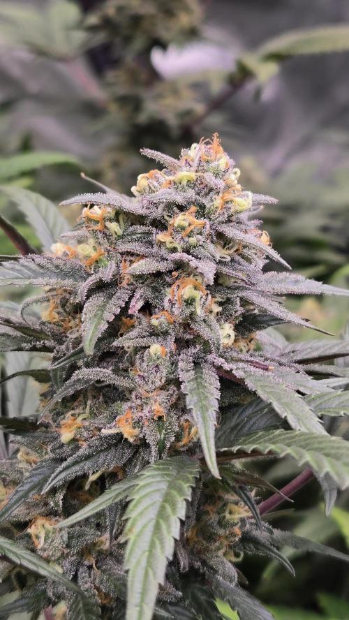 Sundae Frost Auto. Week 9