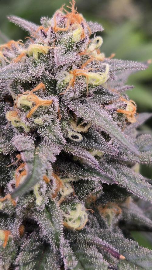 Sundae Frost Auto. Week 9