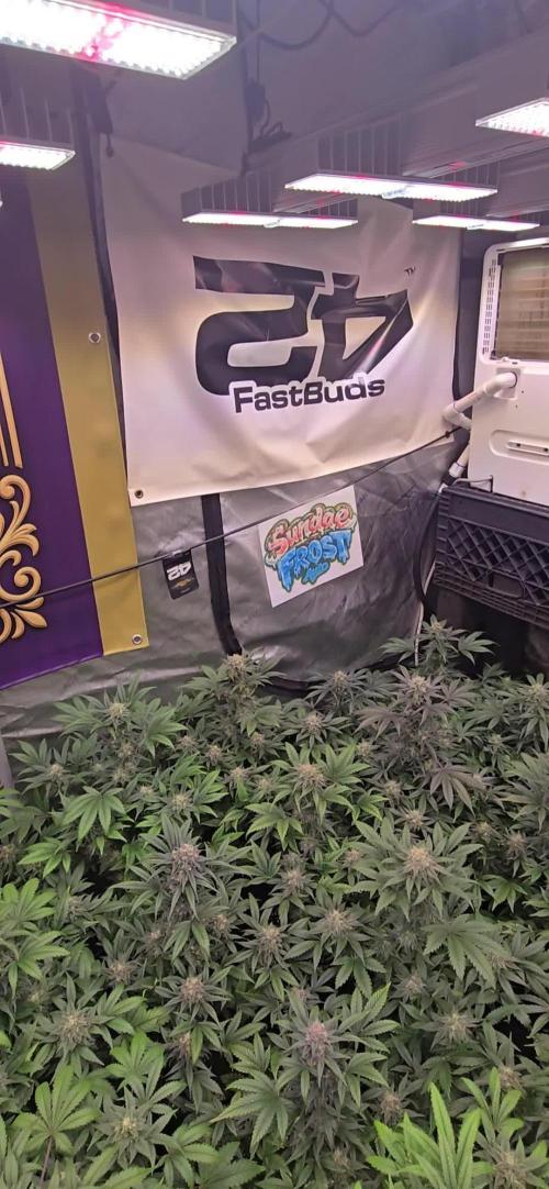 Sundae Frost Auto