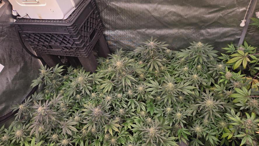 MangoFrostAuto. Week 9