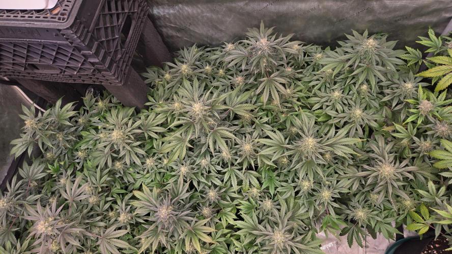 MangoFrostAuto. Week 9
