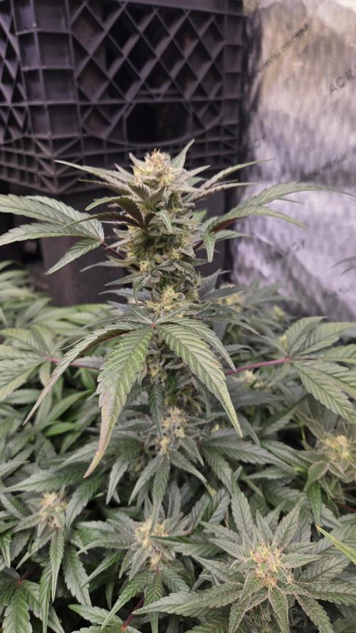 MangoFrostAuto. Week 9
