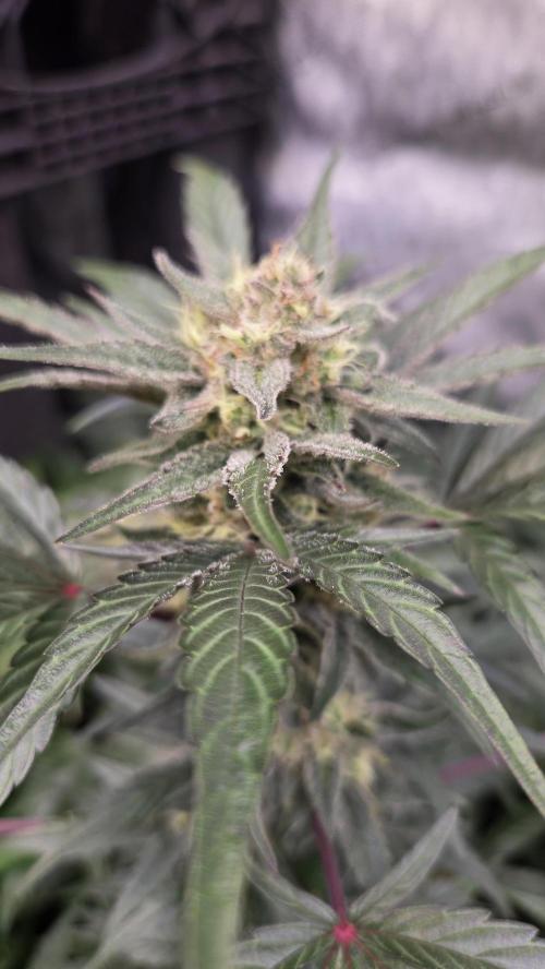 MangoFrostAuto. Week 9