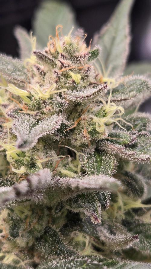 MangoFrostAuto. Week 9