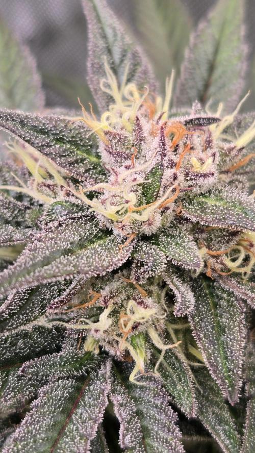 MangoFrostAuto. Week 9