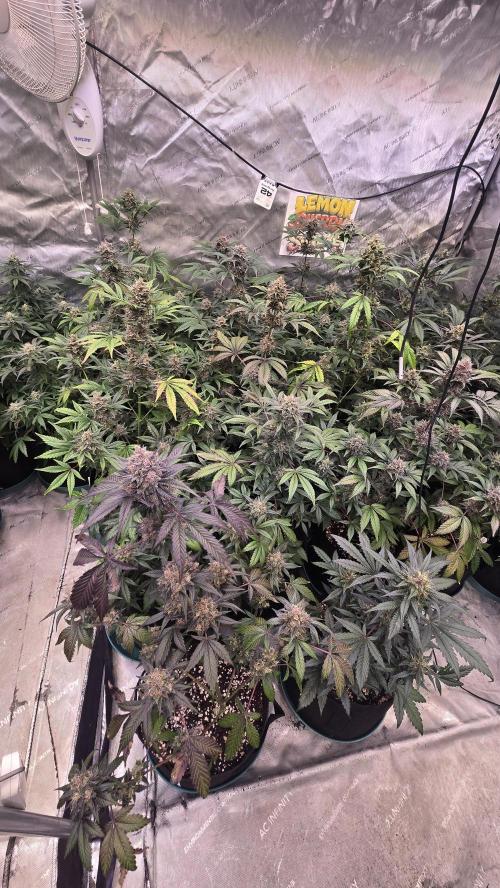 LemonCherrySundaeAuto. Week 9