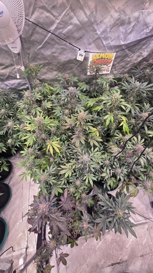 LemonCherrySundaeAuto. Week 9