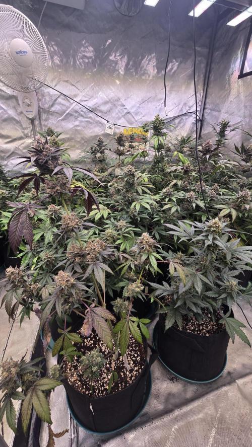 LemonCherrySundaeAuto. Week 9