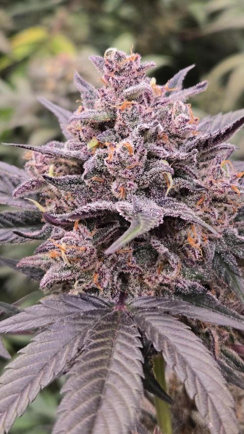 LemonCherrySundaeAuto. Week 9