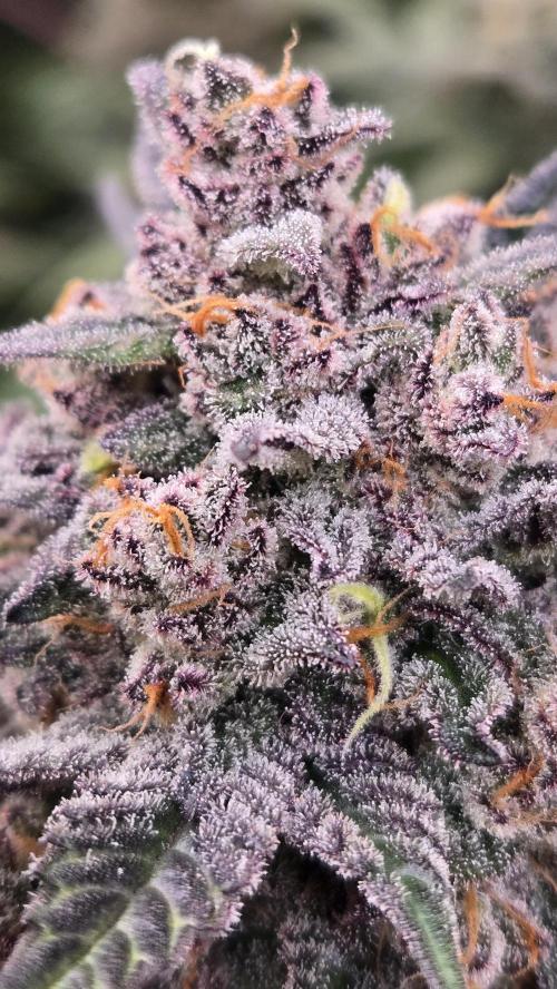 LemonCherrySundaeAuto. Week 9