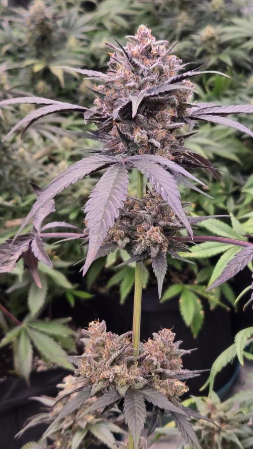 LemonCherrySundaeAuto. Week 9