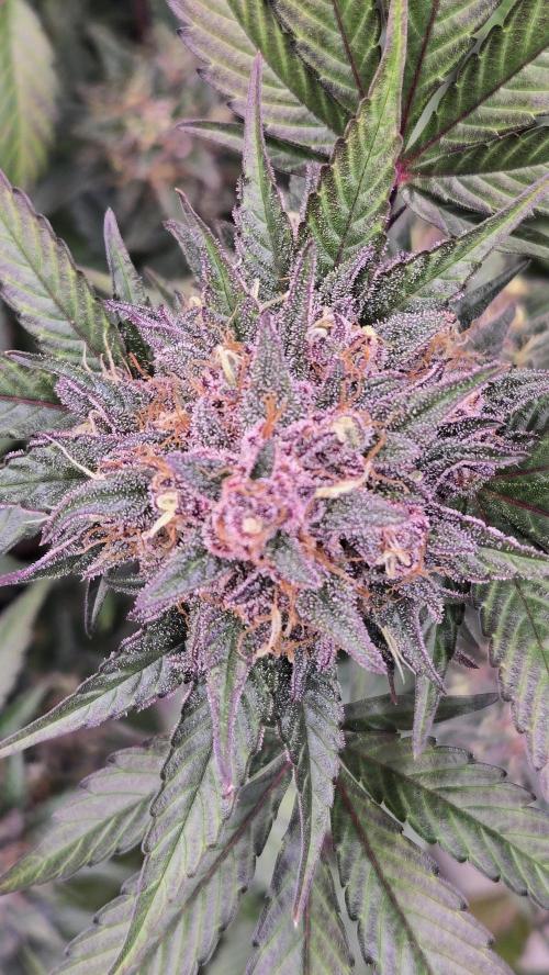 LemonCherrySundaeAuto. Week 9