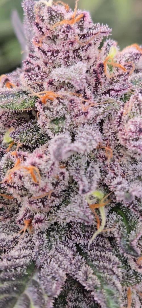 LemonCherrySundaeAuto