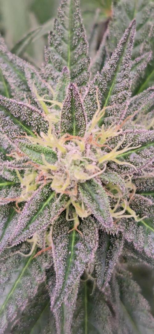 MangoCherryRuntzAuto