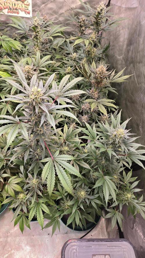 MangoCherryRuntzAuto. Week 9
