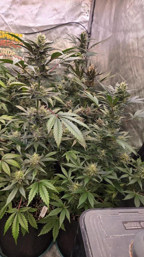 MangoCherryRuntzAuto. Week 9
