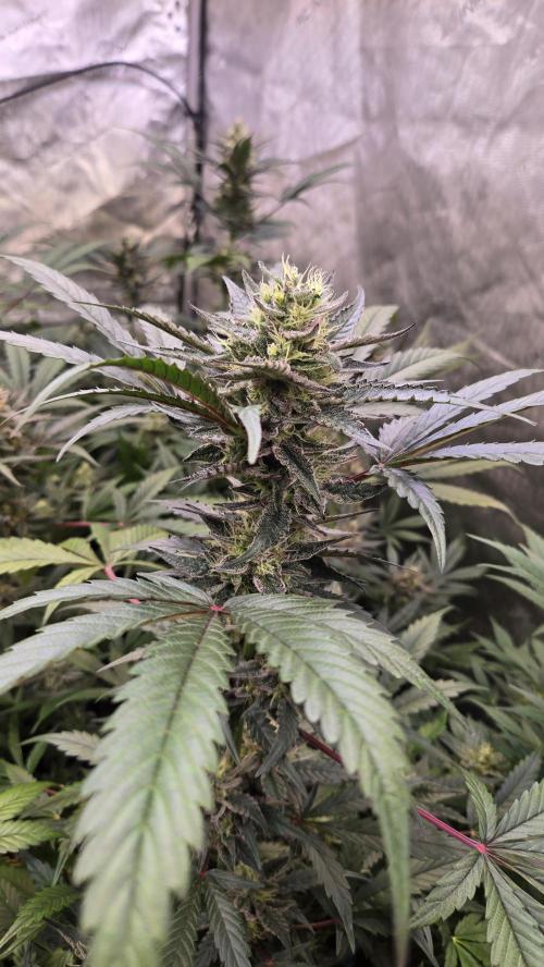MangoCherryRuntzAuto. Week 9