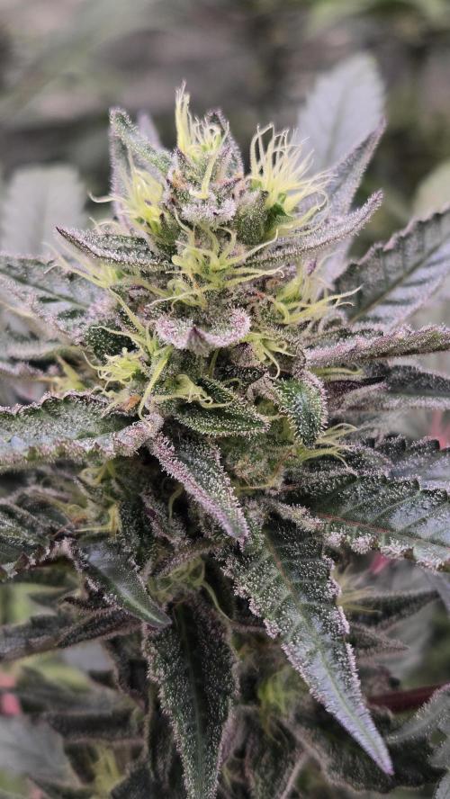 MangoCherryRuntzAuto. Week 9