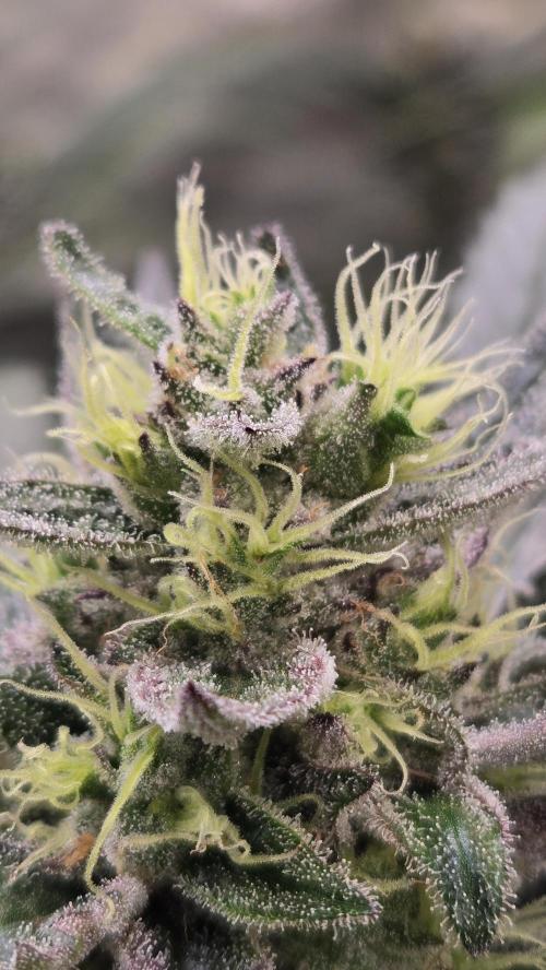 MangoCherryRuntzAuto. Week 9