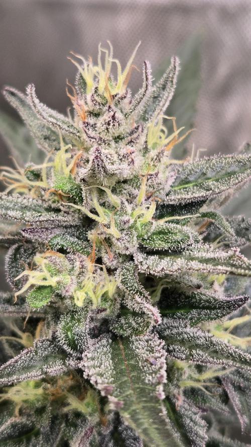 MangoCherryRuntzAuto. Week 9