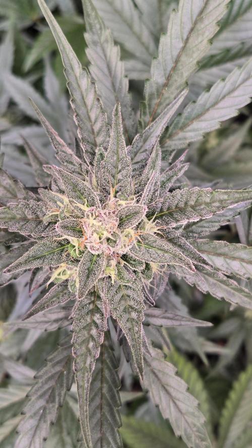 MangoCherryRuntzAuto. Week 9
