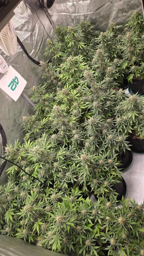 GuavaSundae Auto. Week 9