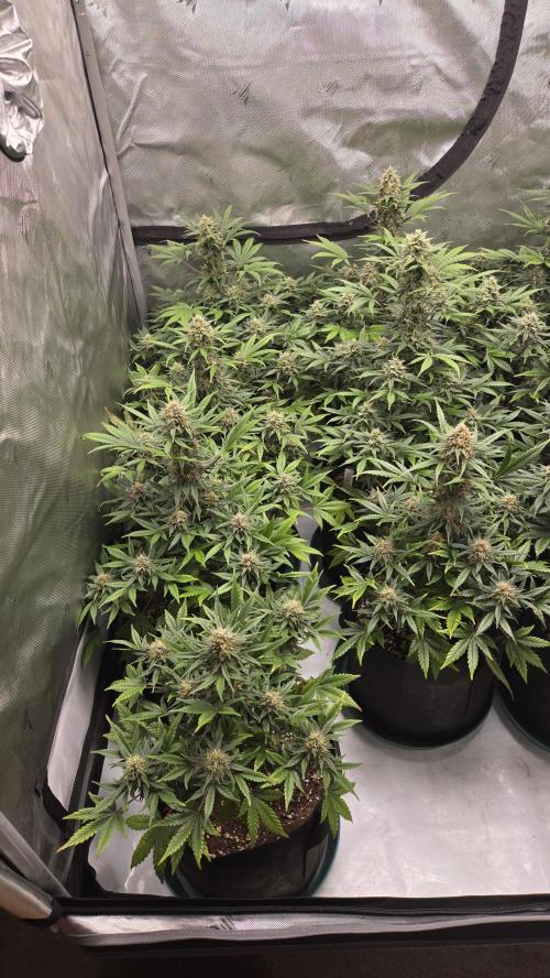 GuavaSundae Auto. Week 9