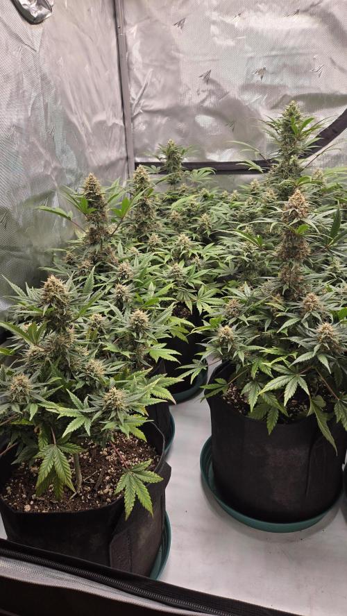 GuavaSundae Auto. Week 9