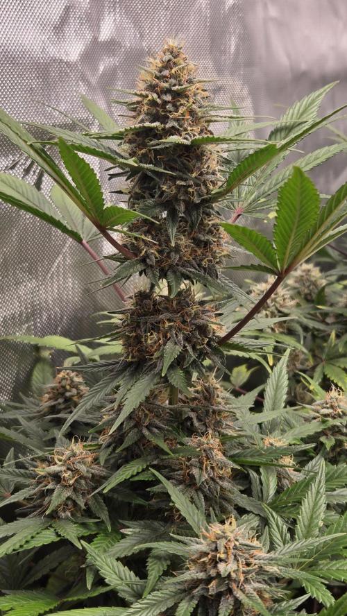 GuavaSundae Auto. Week 9