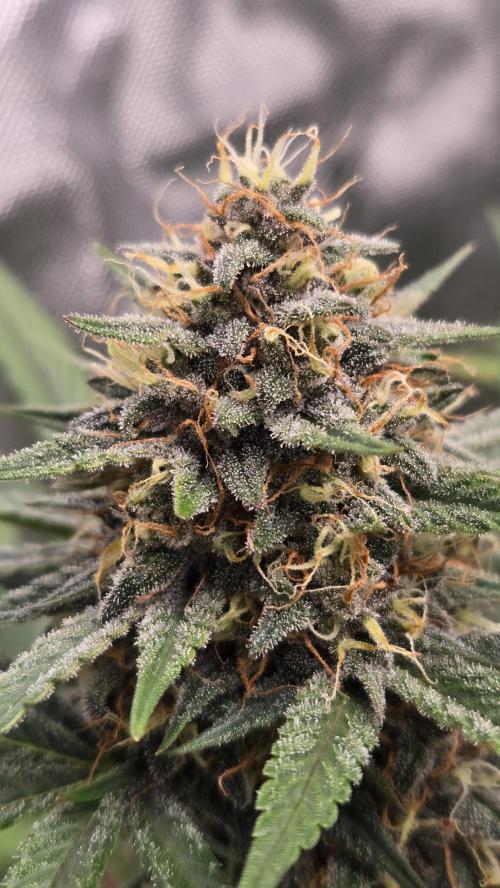 GuavaSundae Auto. Week 9