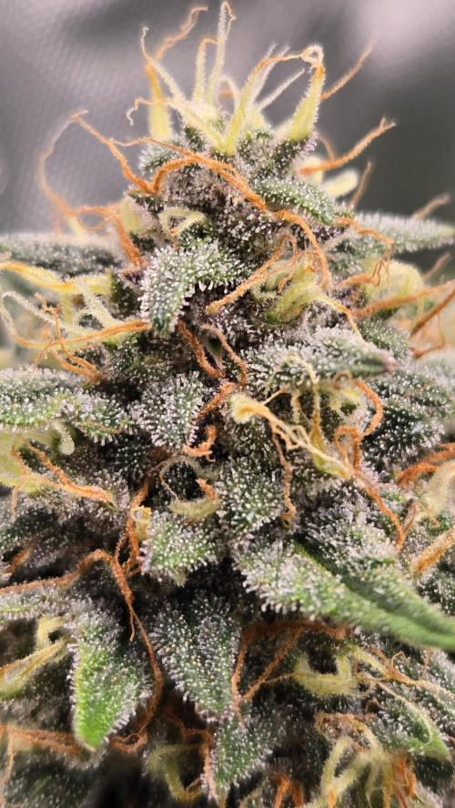 GuavaSundae Auto. Week 9