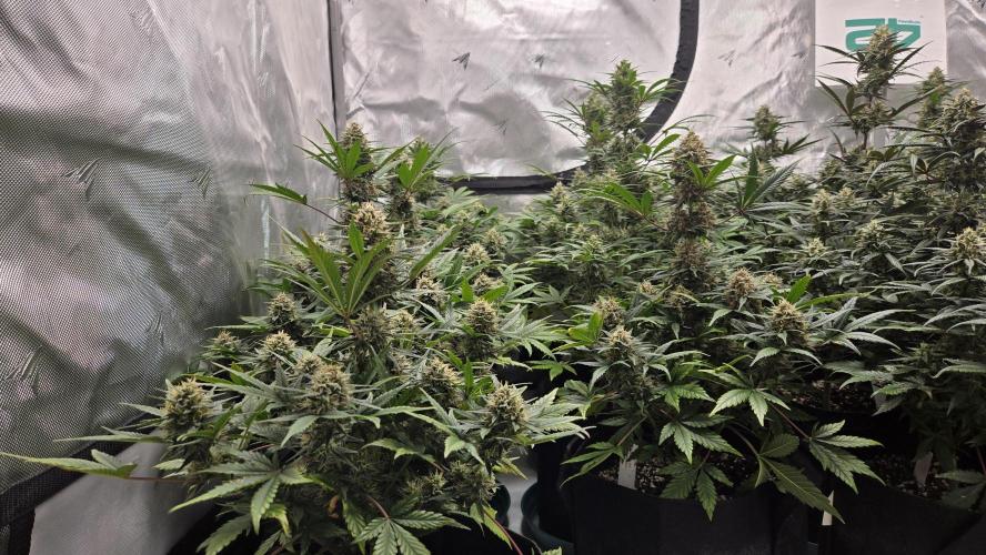 GuavaSundae Auto. Week 9