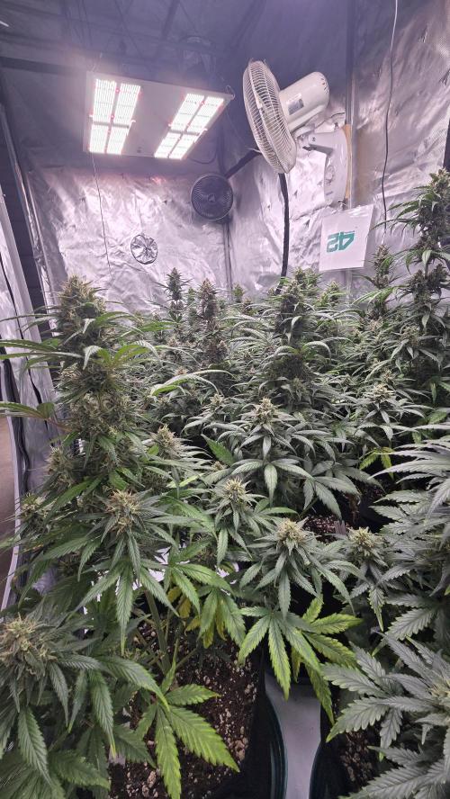 GuavaSundae Auto. Week 9
