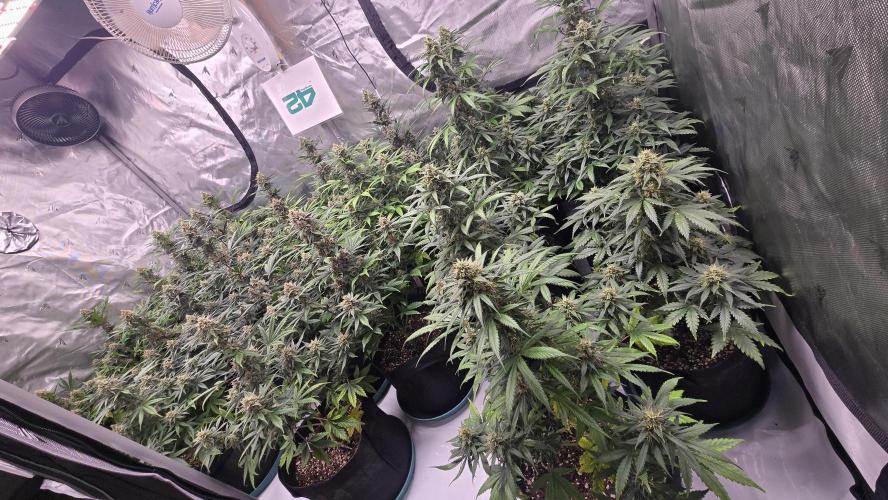 GuavaSundae Auto. Week 9
