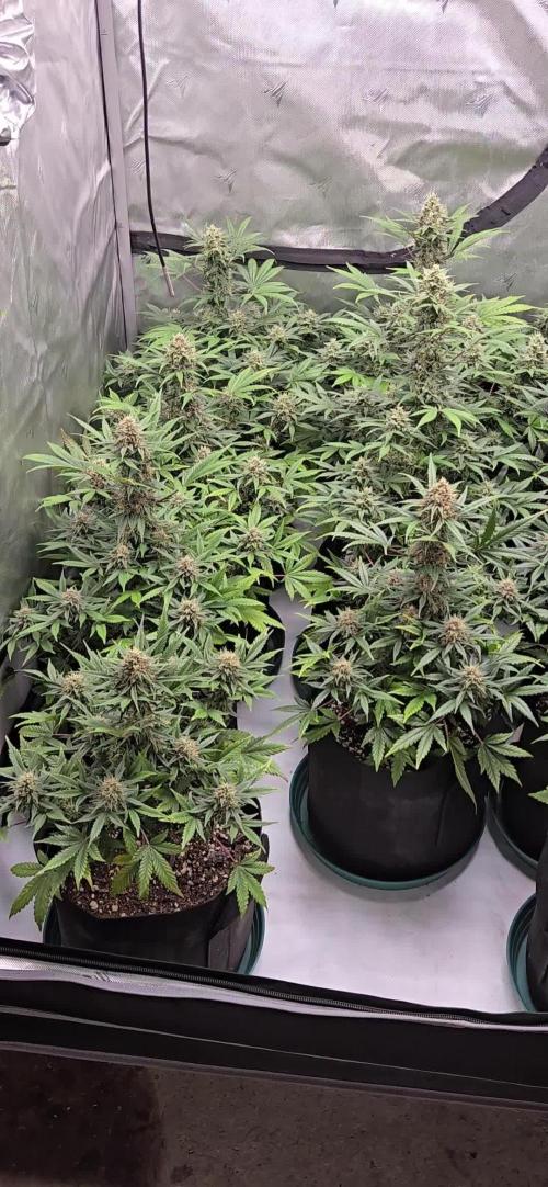 GuavaSundae Auto