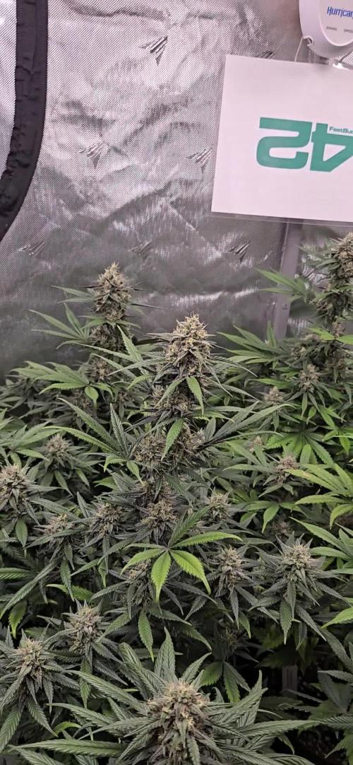 GuavaRuntzAuto