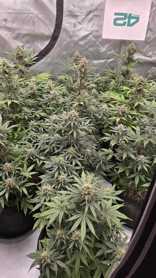GuavaRuntzAuto. Week 9