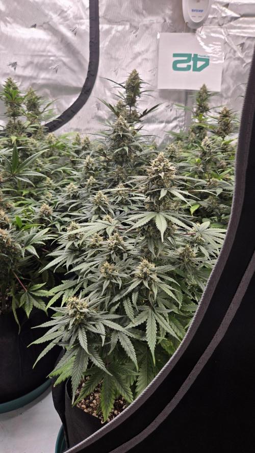 GuavaRuntzAuto. Week 9