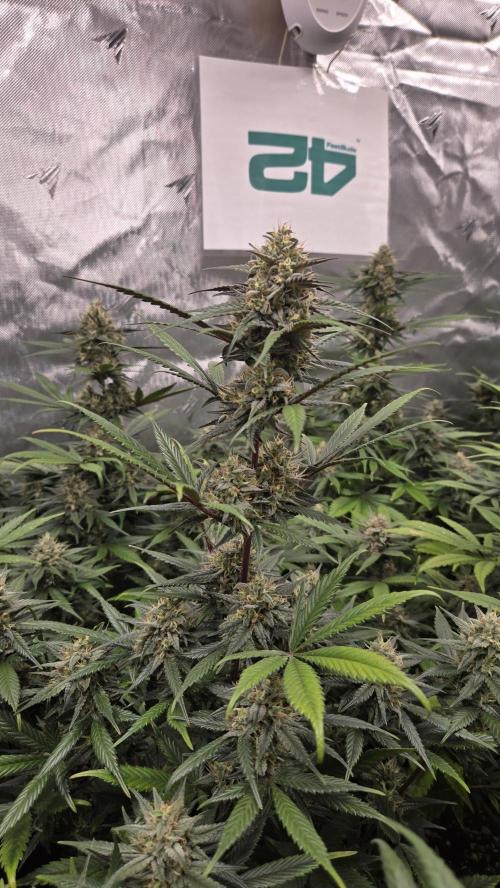 GuavaRuntzAuto. Week 9