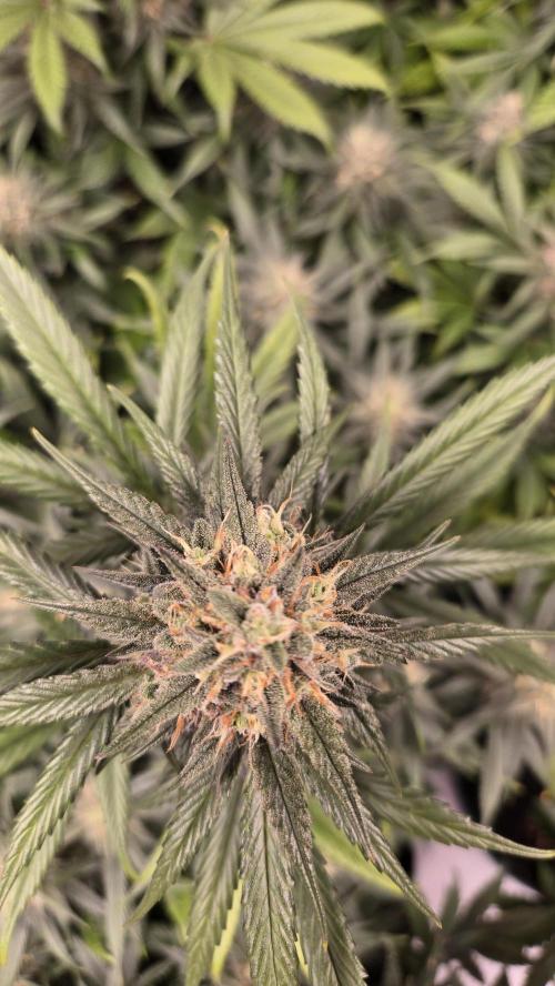 GuavaRuntzAuto. Week 9