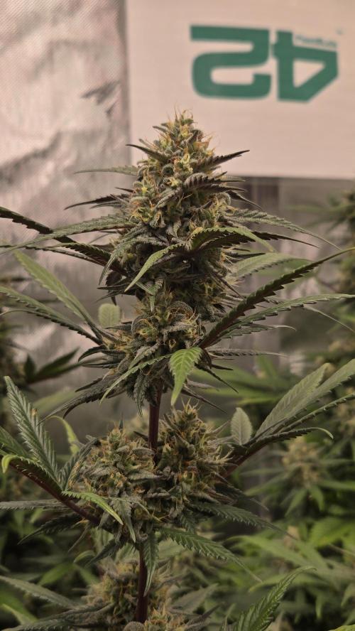 GuavaRuntzAuto. Week 9