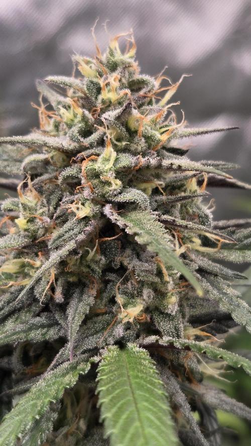 GuavaRuntzAuto. Week 9
