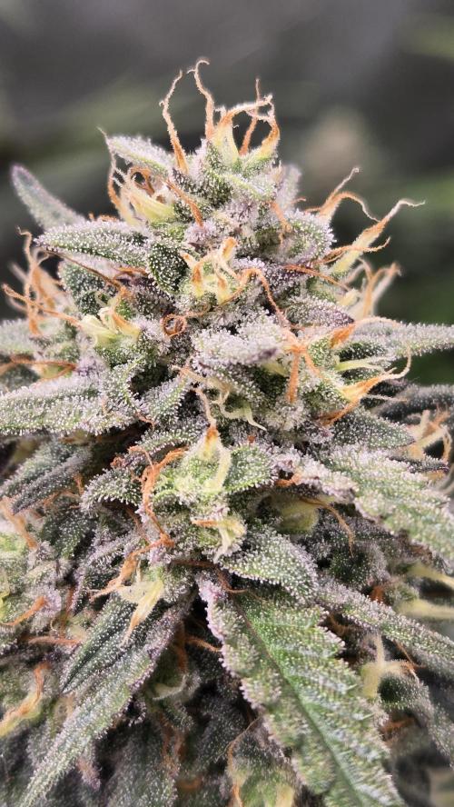 GuavaRuntzAuto. Week 9