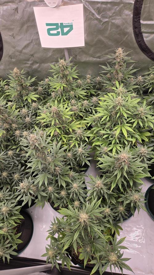MendoGuavaAuto. Week 9