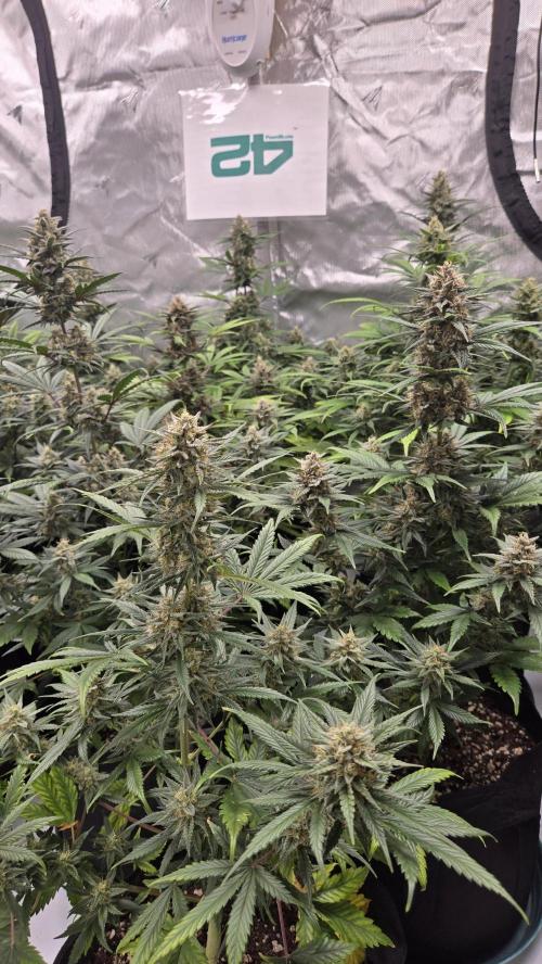 MendoGuavaAuto. Week 9