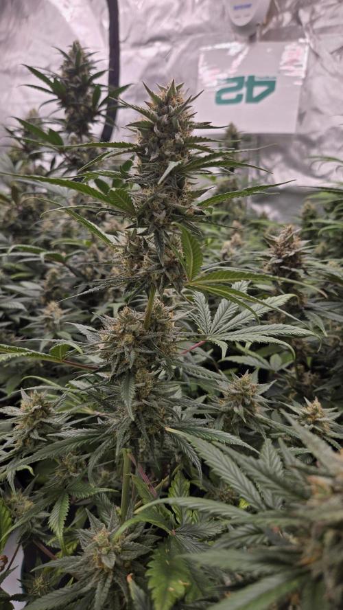 MendoGuavaAuto. Week 9