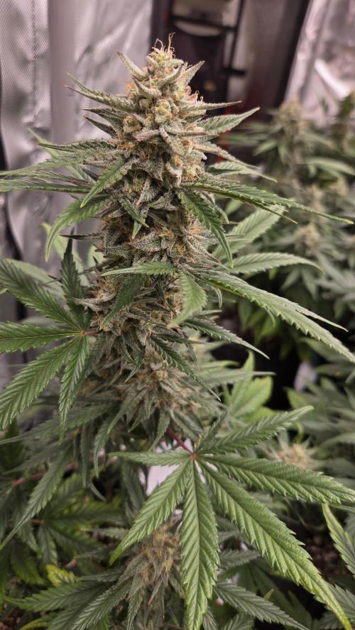 MendoGuavaAuto. Week 9