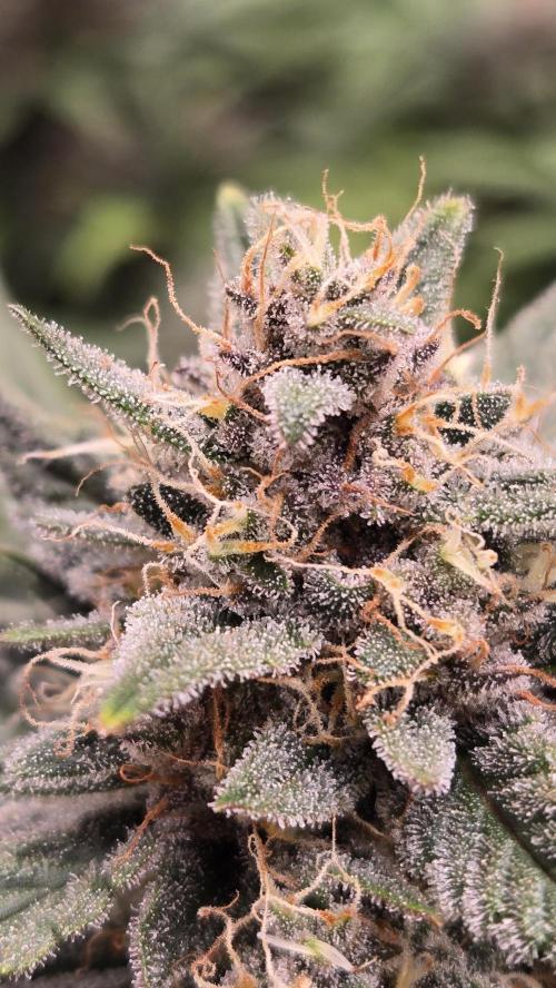 MendoGuavaAuto. Week 9