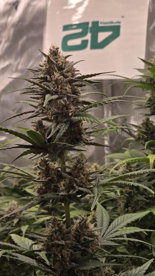 MendoGuavaAuto. Week 9