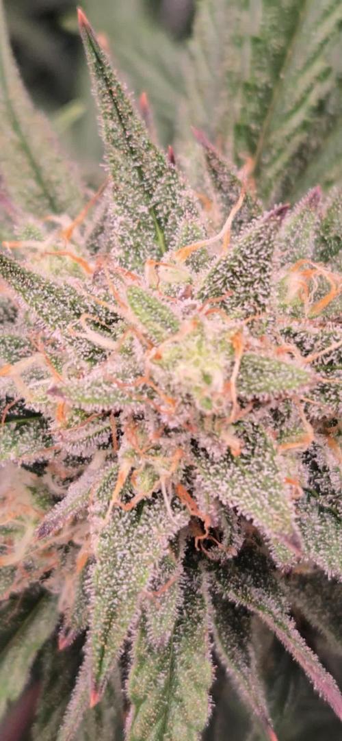 MendoGuavaAuto